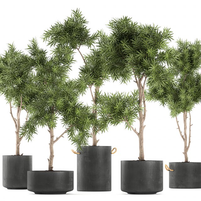 decorative trees in a black flowerpots 752 3D 모델 .c4d .max .obj .3ds .fbx .stl .blend 