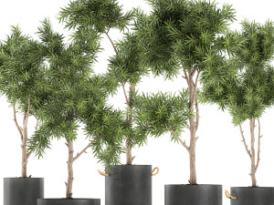 decorative trees in a black flowerpots 752 3D Model