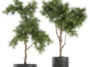 decorative trees in a black flowerpots 752 3D 모델