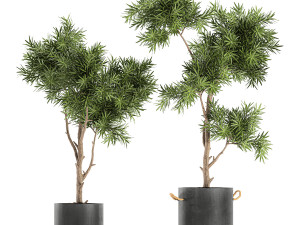 decorative trees in a black flowerpots 752 3D 모델