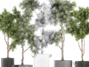 decorative trees in a black flowerpots 752 3D 모델