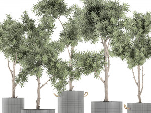 decorative trees in a black flowerpots 752 3D 모델