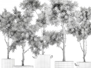 decorative trees in a black flowerpots 752 3D 모델
