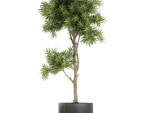 decorative trees in a black flowerpots 752 3D 모델