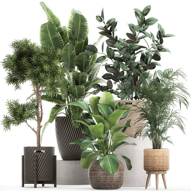 collection of decorative plants in baskets 752 Model 3D .c4d .max .obj .3ds .fbx .stl .blend 