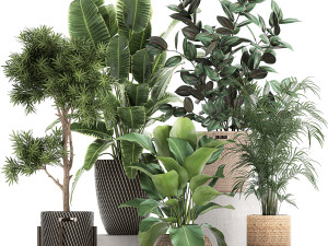 collection of decorative plants in baskets 752 3D Model