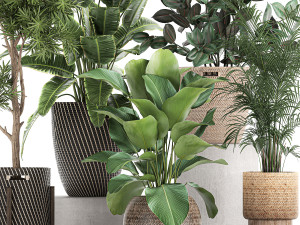 collection of decorative plants in baskets 752 Model 3D