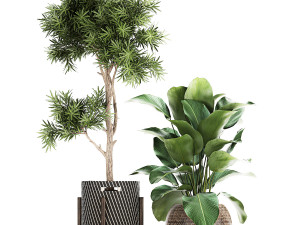 collection of decorative plants in baskets 752 Model 3D