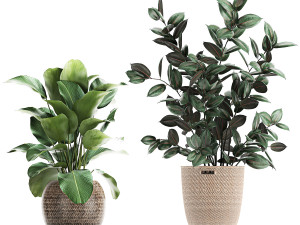 collection of decorative plants in baskets 752 Model 3D