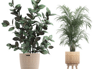 collection of decorative plants in baskets 752 Model 3D
