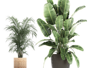 collection of decorative plants in baskets 752 Model 3D