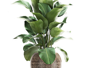 collection of decorative plants in baskets 752 Model 3D