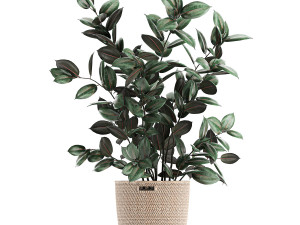 collection of decorative plants in baskets 752 Model 3D