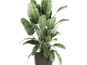 collection of decorative plants in baskets 752 Model 3D