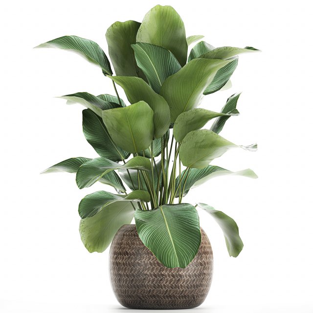 ornamental plant calathea lutea in baskets 753 Modello 3D .c4d .max .obj .3ds .fbx .stl .blend 