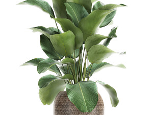 ornamental plant calathea lutea in baskets 753 3D Model