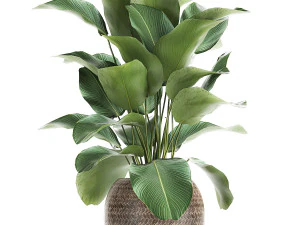 tanaman hias calathea lutea dalam keranjang 753 Model 3D