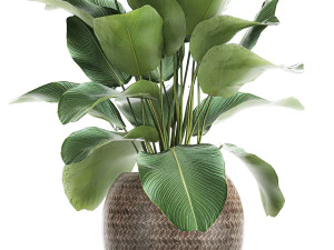 ornamental plant calathea lutea in baskets 753 3D Model