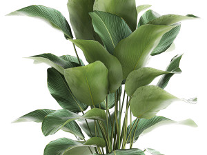 ornamental plant calathea lutea in baskets 753 Modello 3D