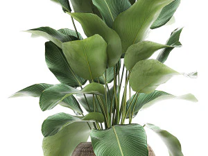 ornamental plant calathea lutea in baskets 753 3D Model