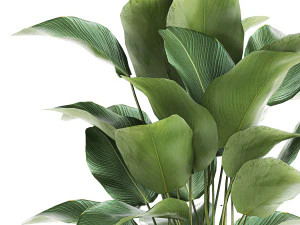 ornamental plant calathea lutea in baskets 753 3D Model