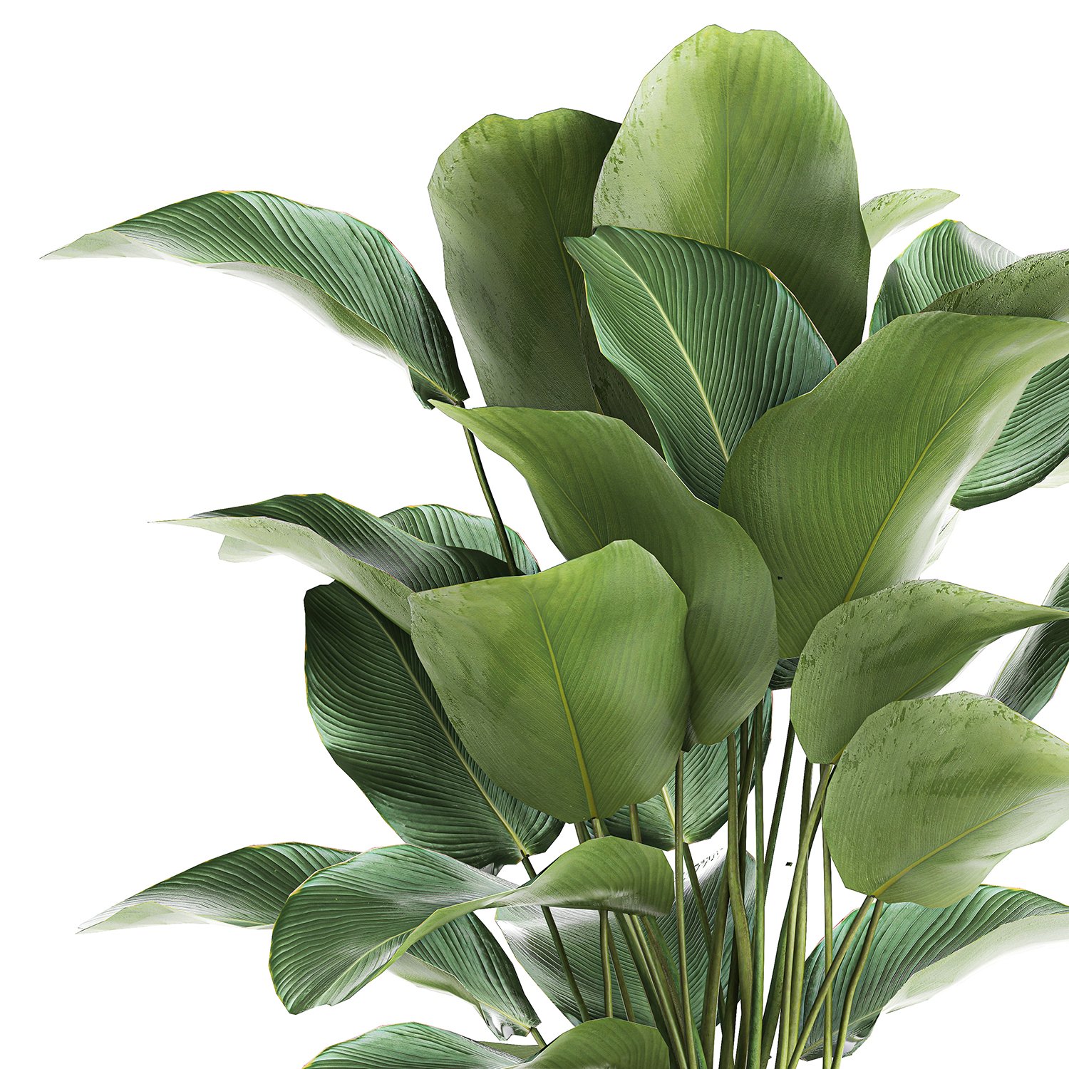 Ornamental plant Calathea lutea in baskets 753 3D Model in ...