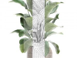 ornamental plant calathea lutea in baskets 753 3D Model