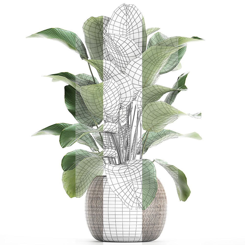Ornamental plant Calathea lutea in baskets 753 3D Model in ...