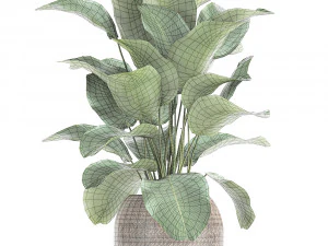 ornamental plant calathea lutea in baskets 753 3D Model