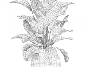 ornamental plant calathea lutea in baskets 753 Modello 3D