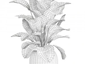 ornamental plant calathea lutea in baskets 753 3D Model