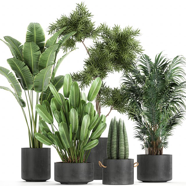 collection of decorative plants in flowerpots 754 Modelo 3D .c4d .max .obj .3ds .fbx .stl .blend 