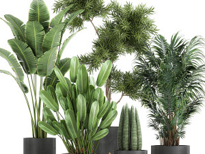 collection of decorative plants in flowerpots 754 3Dモデル