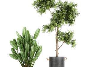 collection of decorative plants in flowerpots 754 Modelo 3D