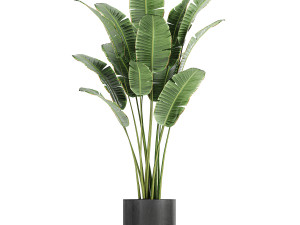 collection of decorative plants in flowerpots 754 Modelo 3D