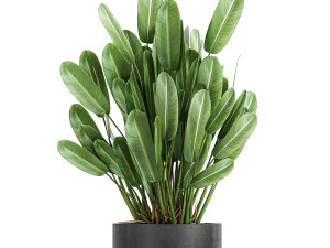 collection of decorative plants in flowerpots 754 Modelo 3D