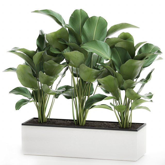 ornamental plant calathea lutea in white flowerpot 755 3D मॉडल .c4d .max .obj .3ds .fbx .stl .blend 