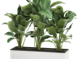 ornamental plant calathea lutea in white flowerpot 755 3D 模型