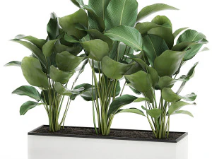 tanaman hias calathea lutea dalam pot bunga putih 755 Model 3D