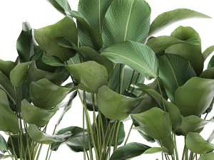 ornamental plant calathea lutea in white flowerpot 755 3D मॉडल