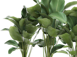 ornamental plant calathea lutea in white flowerpot 755 3D Model