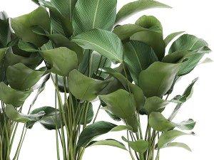 ornamental plant calathea lutea in white flowerpot 755 3D Model