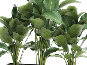 ornamental plant calathea lutea in white flowerpot 755 3D मॉडल
