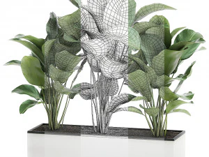 ornamental plant calathea lutea in white flowerpot 755 3D Model