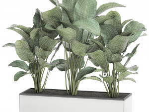 ornamental plant calathea lutea in white flowerpot 755 3D मॉडल