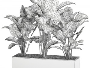 ornamental plant calathea lutea in white flowerpot 755 3D मॉडल