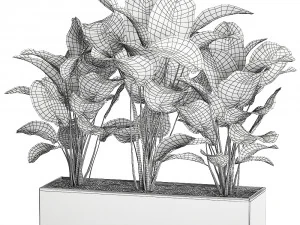 ornamental plant calathea lutea in white flowerpot 755 3D Model