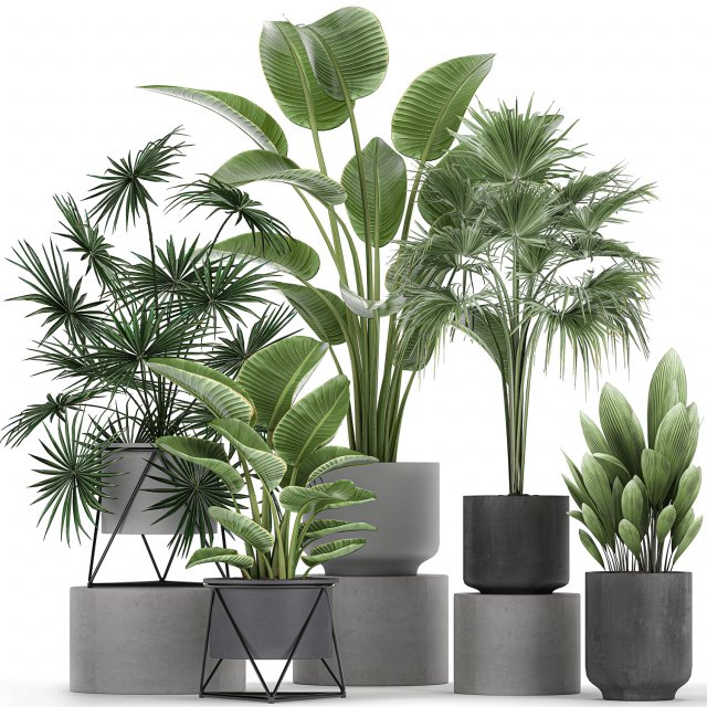 collection of decorative plants in flowerpots 756 3D Model .c4d .max .obj .3ds .fbx .stl .blend 