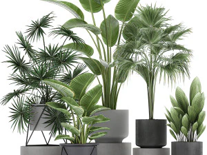 collection of decorative plants in flowerpots 756 3D Model