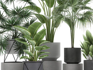 collection of decorative plants in flowerpots 756 3D Model